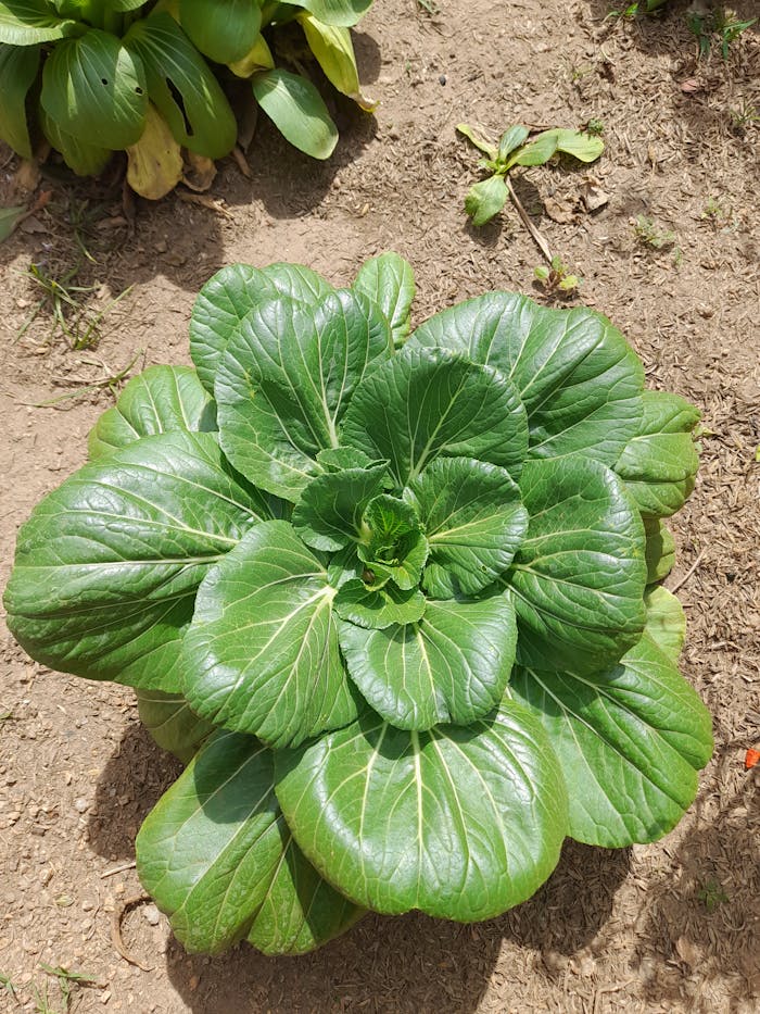 Vibrant bok choy growing in a sunlit garden in Gia Lai, Vietnam.